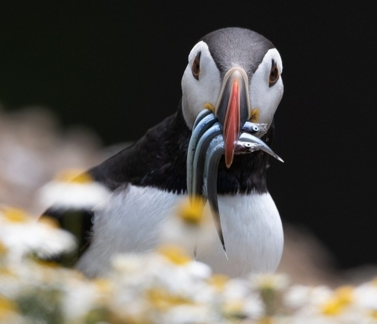 Puffin with fish in mouth