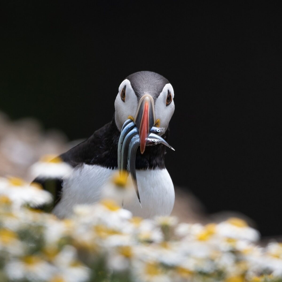 Puffin with fish in its mouth