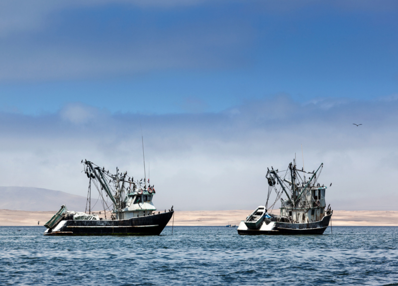 Two fishing boats on the water with many seabirds perched on their rigging