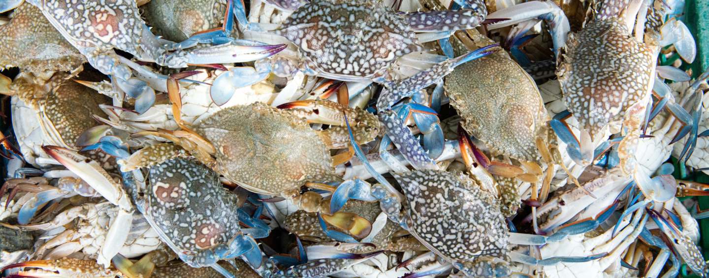 Blue swimming crabs