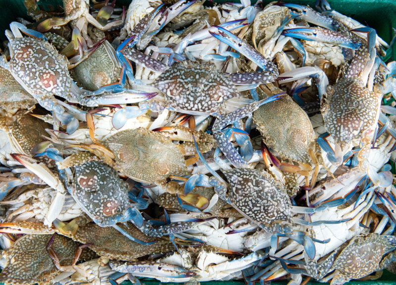 Blue swimming crabs