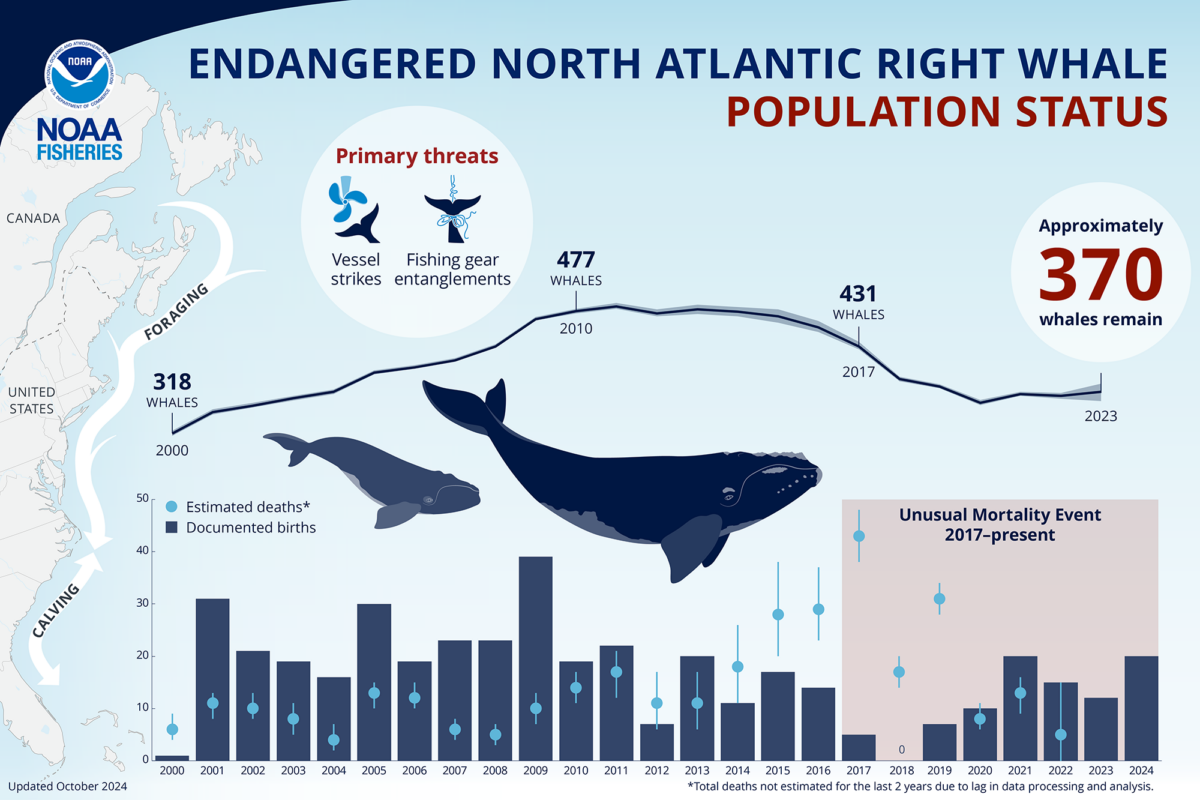 NOAA Fisheries graphic showing the trends in population of endangered North Atlantic right whales, ranging from 318 whales in 2000 to a high of 477 whales in 2010, dropping to 431 whales in 2017 and 370 in 2023. The graphic also shows a bar graph of estimated births and deaths from 2000 to 2024, notably highlighting an Unusual Mortality Event from 2017 to the present.