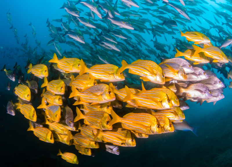 School of yellow fish in the sea