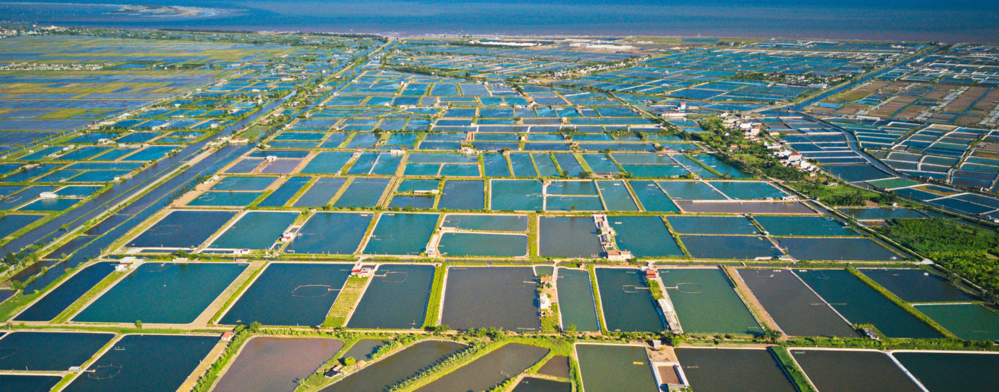 Aquaculture - shrimp farms in Vietnam