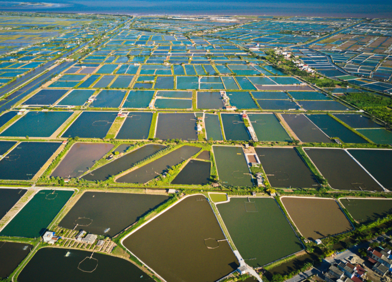 Aquaculture - shrimp farms in Vietnam