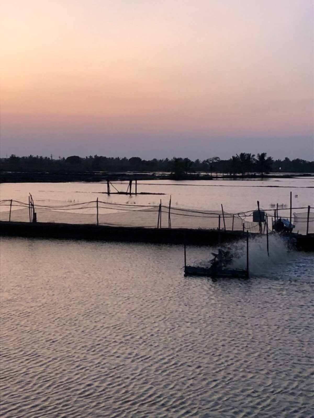 Sunset over a shrimp aquaculture pond in Andhra Pradesh, India