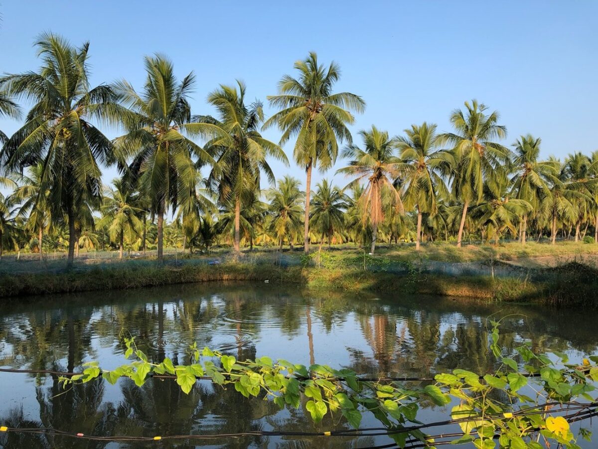 Shrimp farming aquaculture pond in Andhra Pradesh, India