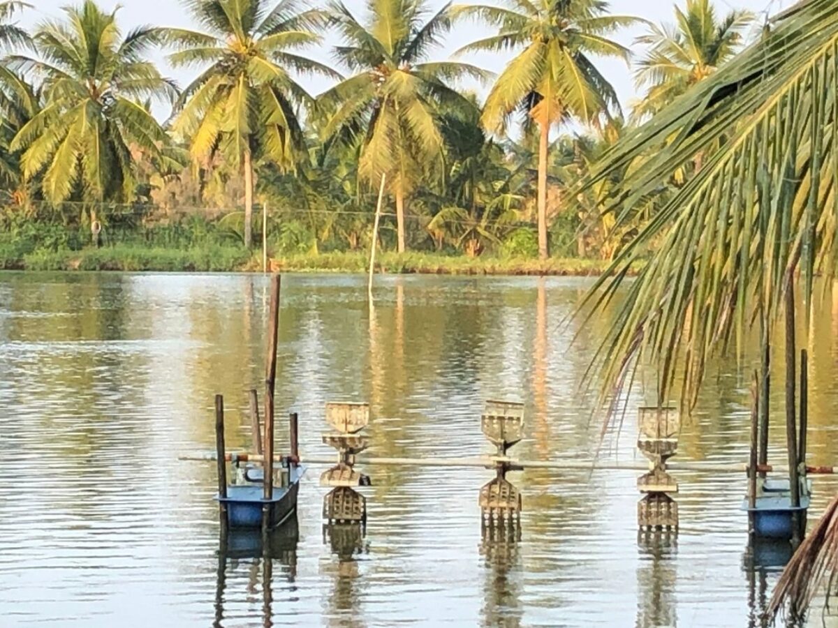 Shrimp aquaculture pond in Andhra Pradesh, India