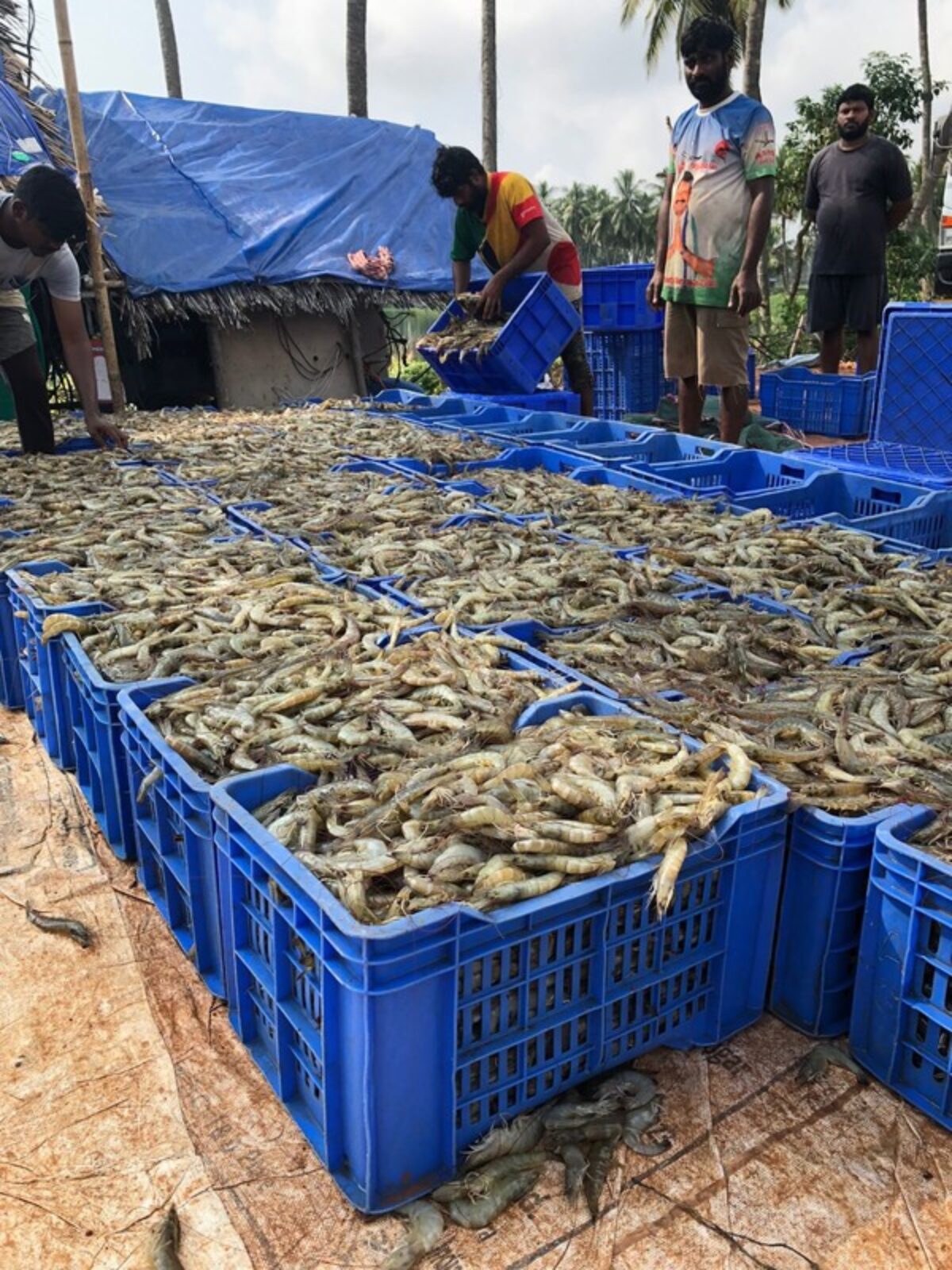 Boxes of farm-raised shrimp from Andhra Pradesh, India