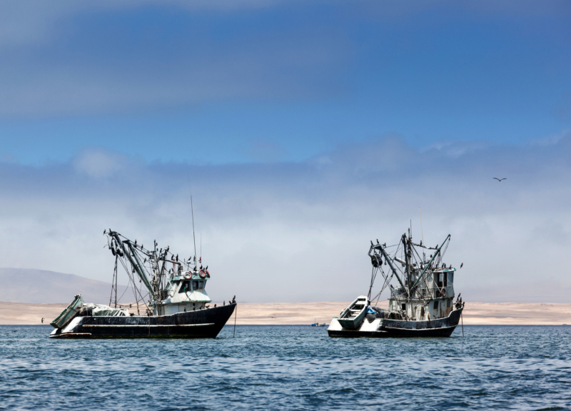 Two fishing boats on the water with many seabirds perched on their rigging