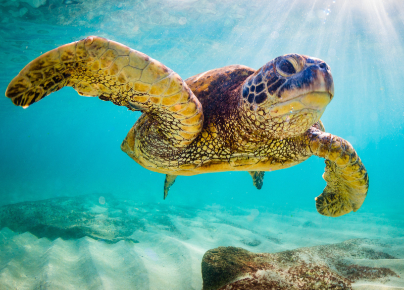 Green sea turtle