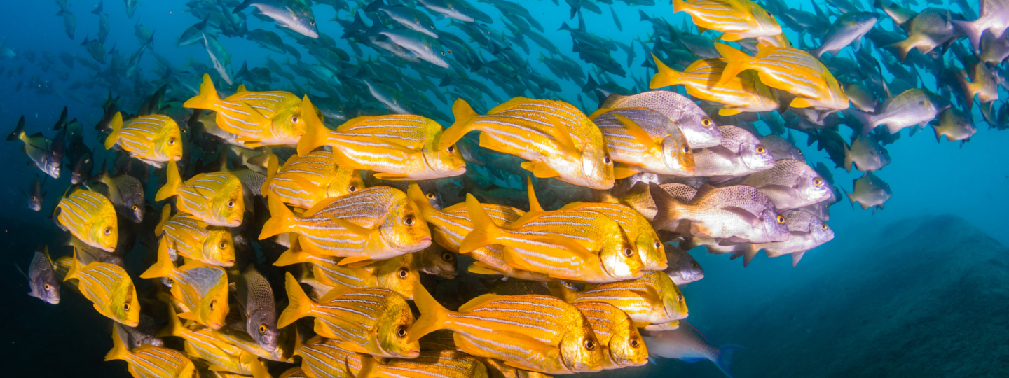 School of yellow fish in the sea