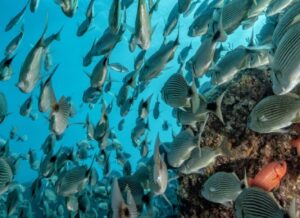 Sardine school of fish underwater