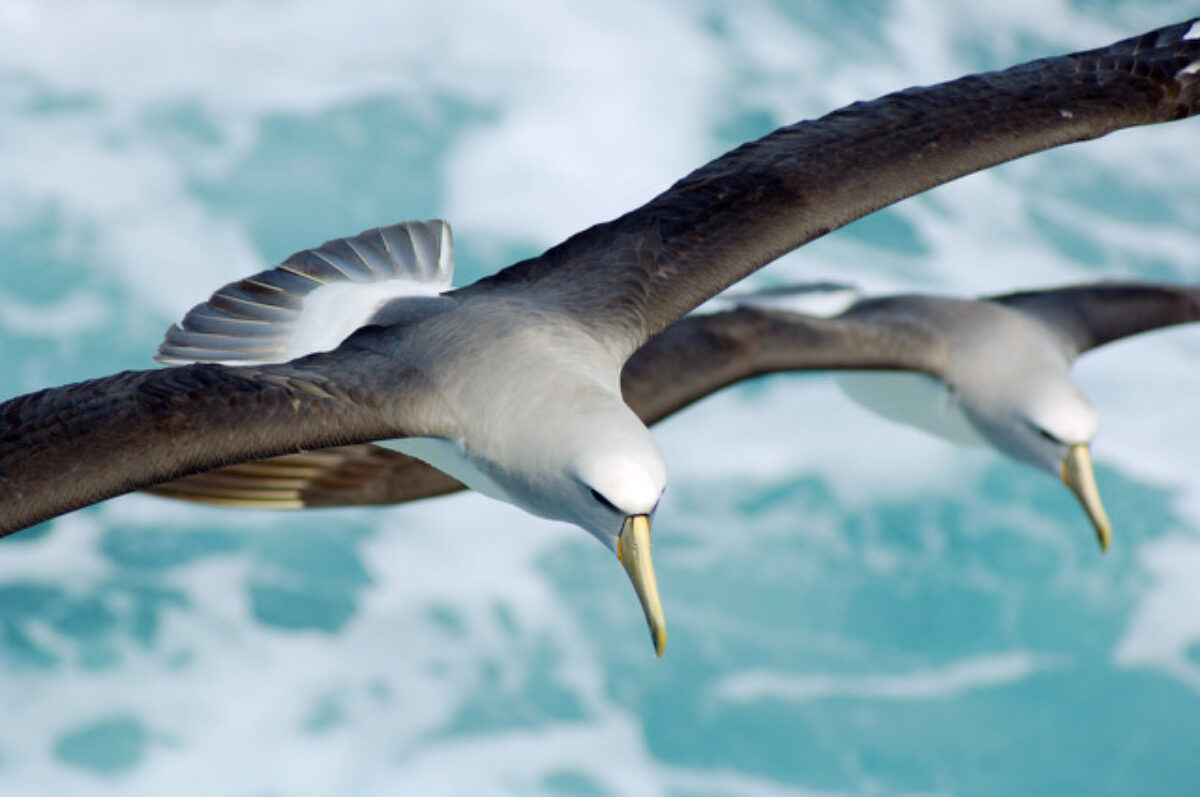 Two salvins albatross flying above the ocean