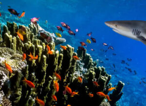 small shark cruises a reef populated by a school of small red fish