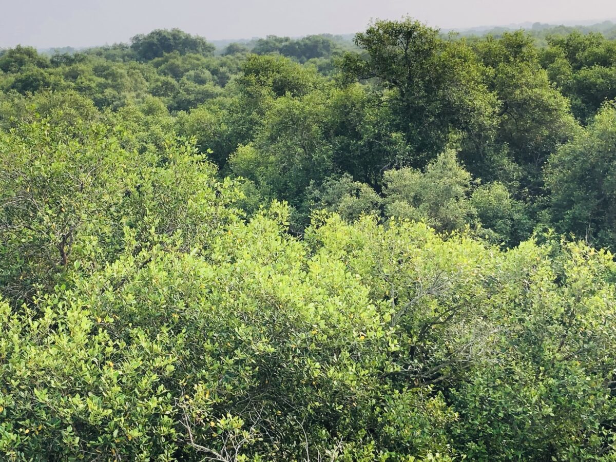 Mangrove forest in Andhra Pradesh, India