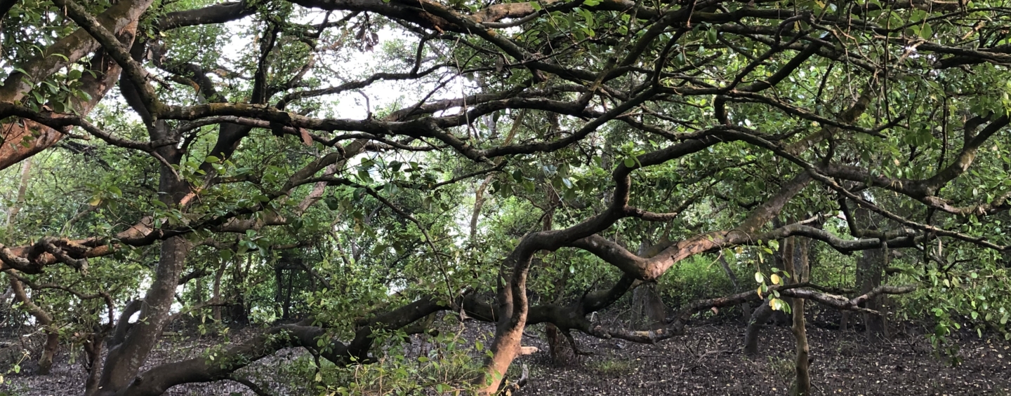 Mangroves in Andhra Pradesh, India