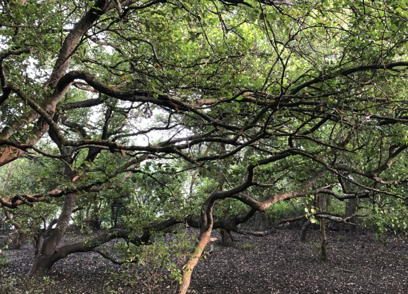 Mangroves in Andhra Pradesh, India