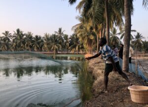 インド、アンドラ・プラデシュ州のエビ養殖池に網を張る小規模エビ養殖業者