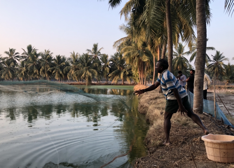 Small-scale shrimp farmer throwing out a net over a shrimp pond in Andhra Pradesh, India