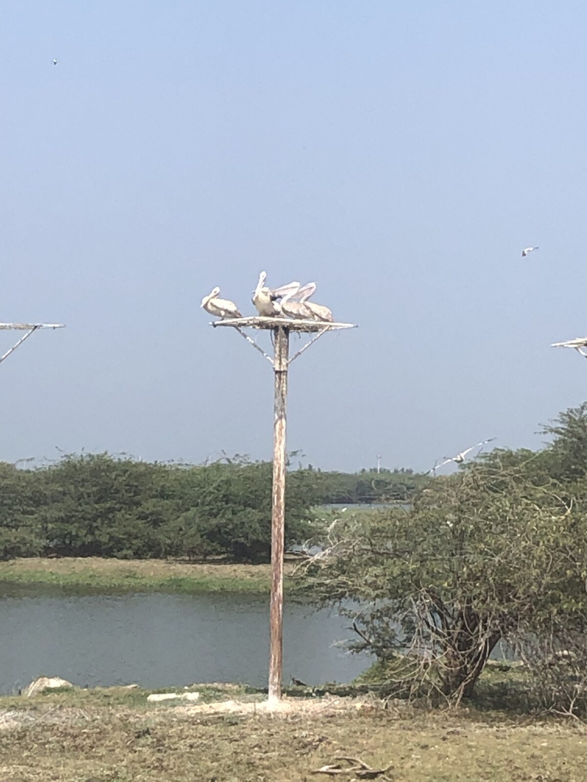 Pelicans sitting on top of a pole in the Coringa Wildlife Sanctuary, Andhra Pradesh, India