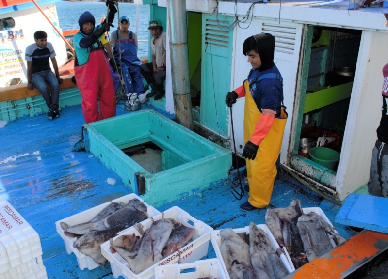 Peru jumbo flying squid fishing