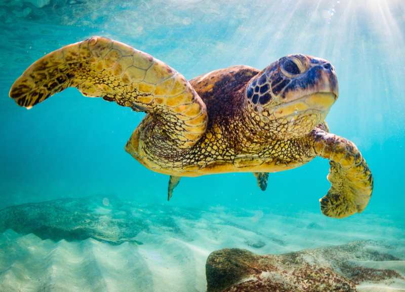 Green sea turtle