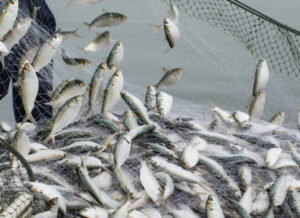 fisherman catching fish in net on boat