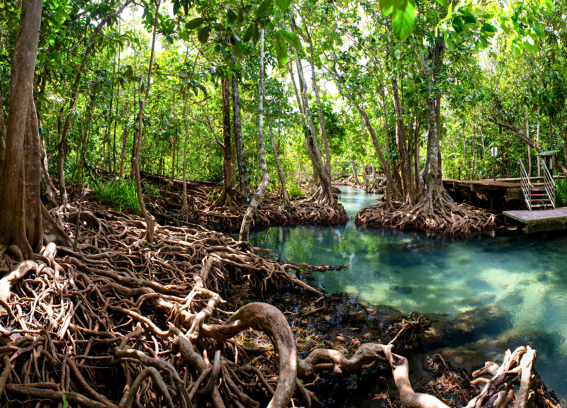 Mangrove forest in Krabi, Thailand