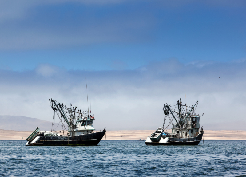 Two fishing boats on the water with many seabirds perched on their rigging