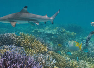 Sea turtle and shark swimming over reef with fish