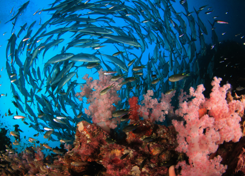 School of Bigeye Trevally (Jack) fish on coral reef