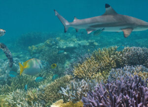 Sea turtle and shark swimming over reef with fish