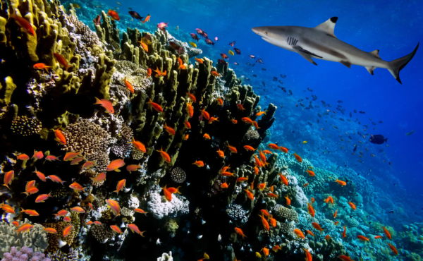 A small black-tipped reef shark swimming by a coral reef teeming with many small orange fish.