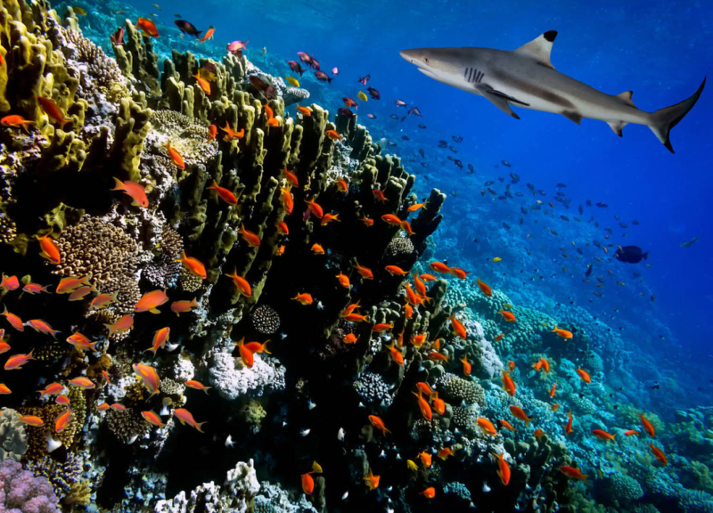 small shark cruises a reef populated by a school of small red fish