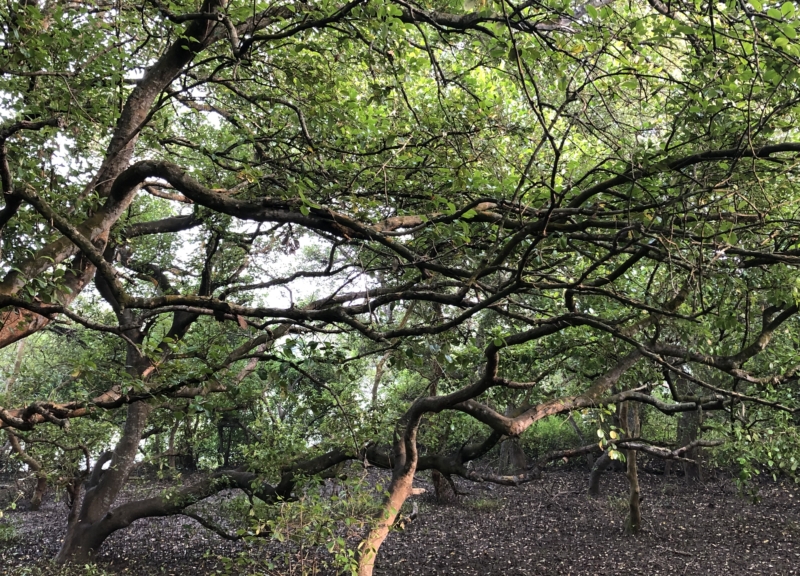 Mangroves in Andhra Pradesh, India
