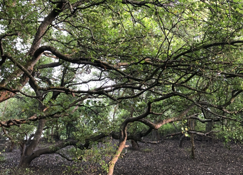Mangroves in Andhra Pradesh, India