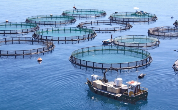 Multiple circular marine net pens for farming fish, with a small supply boat nearby