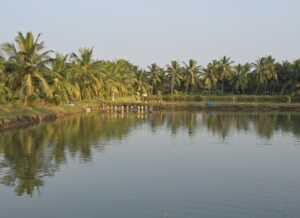 Shrimp pond ringed by palm trees reflected in the water in Andhra Pradesh, India