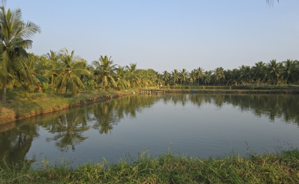 Shrimp pond ringed by palm trees reflected in the water in Andhra Pradesh, India