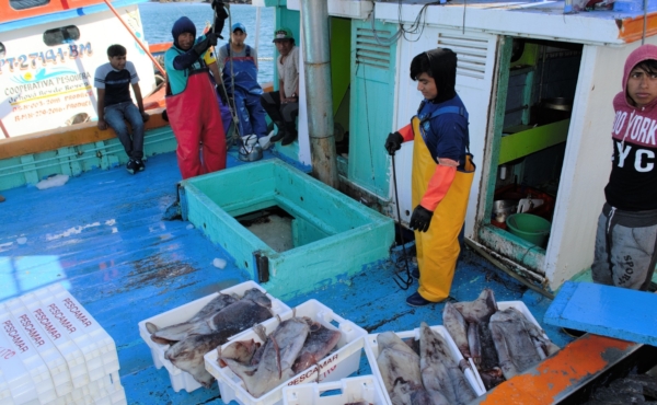 Peru jumbo flying squid fishing