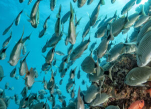Cardúmenes de peces plateados y anaranjados nadando sobre un arrecife