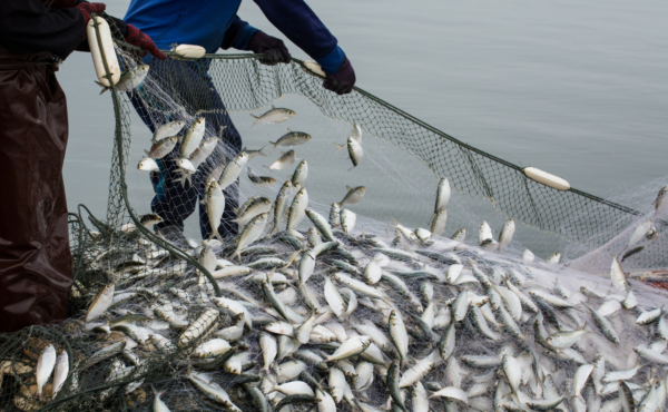 fisherman catching fish in net on boat