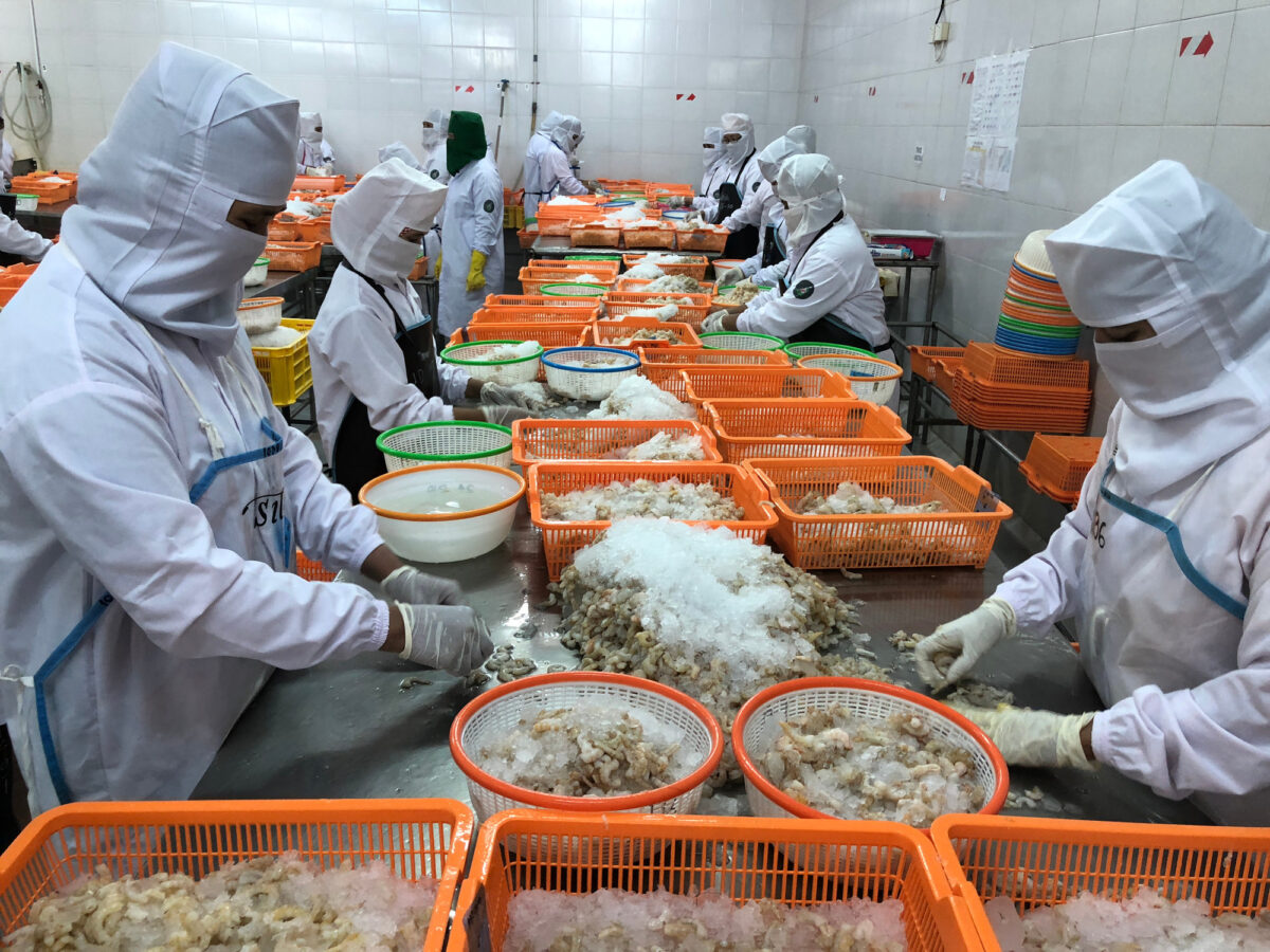 Workers in Indonesia processing prawns on either side of a long table