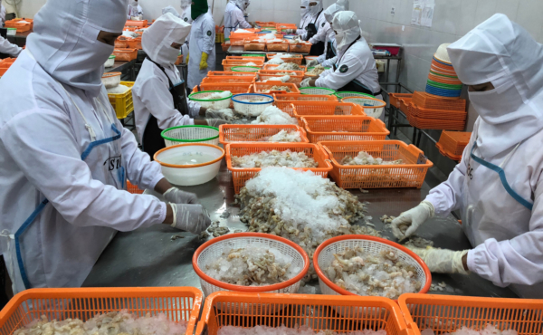 Workers in Indonesia processing prawns on either side of a long table
