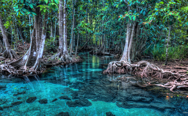 mangroves