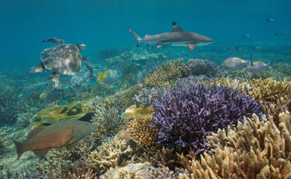 Sea turtle and shark swimming over reef with fish