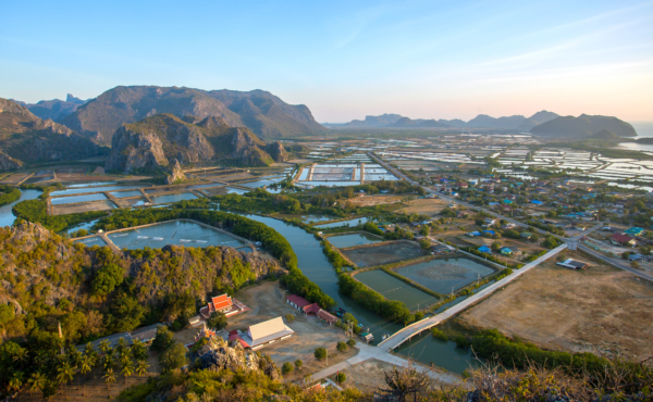 Shrimp Farms in Thailand