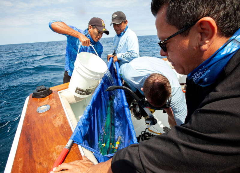 Four people tagging a mahi-mahi caught on a boat in the Eastern Pacific Ocean