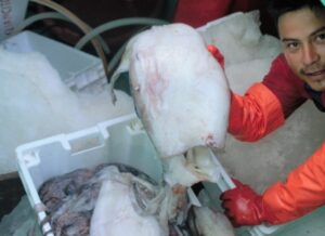 Pesca del calamar volador jumbo en Perú